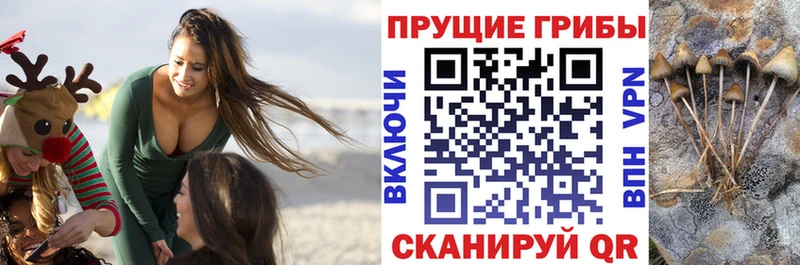 kraken зеркало Назрань Псилоцибиновые грибы ЛСД